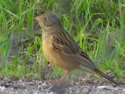 Ortolano